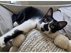 Cap'n Crunch- Bonded To Puffin, Domestic Shorthair For Adoption In Los Angeles