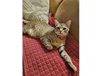Zoey, Domestic Shorthair For Adoption In Los Angeles, California