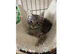 Yoshiaki, Domestic Shorthair For Adoption In Missouri City, Texas