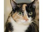 Addie (bonded To Maddie), Domestic Shorthair For Adoption In Los Angeles