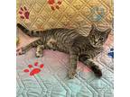 Little Pete, Domestic Shorthair For Adoption In Mililani, Hawaii