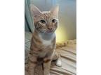 Summer (bonded To Geri), Domestic Shorthair For Adoption In Los Angeles