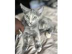 Geri (bonded To Summer), Domestic Shorthair For Adoption In Los Angeles