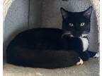 Mittens, Domestic Shorthair For Adoption In Los Angeles, California