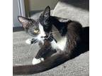 Moose, Domestic Shorthair For Adoption In Los Angeles, California
