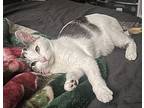 Athena, Domestic Shorthair For Adoption In Los Angeles, California