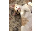 Kai Mele, Domestic Shorthair For Adoption In Mililani, Hawaii