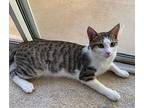 Flounder, Domestic Shorthair For Adoption In Los Angeles, California