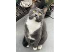 Abba (bonded To Bjork), Domestic Shorthair For Adoption In Los Angeles