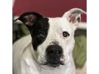 Baldr, American Pit Bull Terrier For Adoption In Sacramento, California