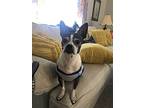 Su, Boston Terrier For Adoption In London, Kentucky