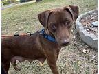 Ginger, Patterdale Terrier (fell Terrier) For Adoption In Catoosa, Oklahoma