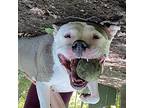 Hope, American Pit Bull Terrier For Adoption In Walden, New York