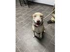 Lyric, American Pit Bull Terrier For Adoption In Lebanon, Kentucky