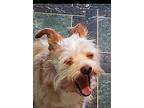 Katie, Terrier (unknown Type, Small) For Adoption In Pasadena, California