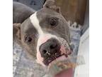 Clark, American Pit Bull Terrier For Adoption In Long Beach, California