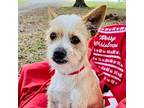 Oswego, Terrier (unknown Type, Medium) For Adoption In Missouri City, Texas