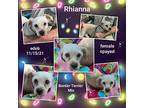 Rhianna, Border Terrier For Adoption In Missouri City, Texas