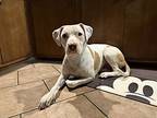 Super Sweet Saylor!, American Pit Bull Terrier For Adoption In Randolph