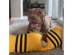 Princess Lula, American Pit Bull Terrier For Adoption In Long Beach, California