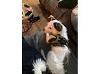 Pumpkin, Jack Russell Terrier For Adoption In Williamsburg, Virginia