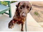 Oakley, Labrador Retriever For Adoption In San Diego, California