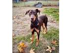 Copper, Doberman Pinscher For Adoption In Bothell, Washington