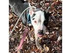 Boston, American Pit Bull Terrier For Adoption In Troy, Virginia