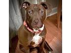 Rose, American Staffordshire Terrier For Adoption In Spring Lake, North Carolina