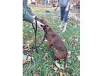 Beshae, Labrador Retriever For Adoption In Quincy, Indiana