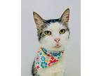 Wendy, Domestic Shorthair For Adoption In Rowland Heights, California