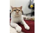 Barry, Domestic Shorthair For Adoption In Guelph, Ontario