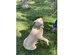 Tucker, Labrador Retriever For Adoption In Cupertino, California