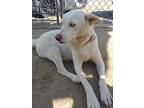 Wera 3 Yrs 42 Lbs, Labrador Retriever For Adoption In Cupertino, California