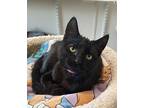 Sabrina, Domestic Shorthair For Adoption In Fremont, Ohio