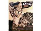 Lannie, American Shorthair For Adoption In Hickory, North Carolina
