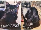 Lingling, American Shorthair For Adoption In Hickory, North Carolina