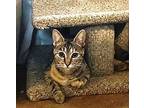 Mouse, Domestic Shorthair For Adoption In Hickory, North Carolina