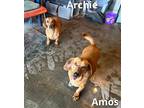Amos, Dachshund For Adoption In Apple Valley, California