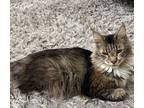 Rocky, Domestic Shorthair For Adoption In West Vancouver, British Columbia