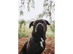 57708a Poe, American Staffordshire Terrier For Adoption In North Charleston