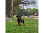 Rottweiler Puppy for sale in Danville, VA, USA
