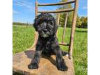Mutt Puppy for sale in Bois D Arc, MO, USA