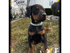 Doberman Pinscher Puppy for sale in Decatur, IL, USA