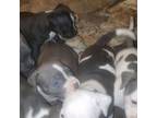 American Pit Bull Terrier Puppy for sale in East Newark, NJ, USA