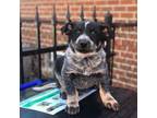 Cattle dog male