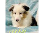 Shetland Sheepdog Puppy for sale in Red Boiling Springs, TN, USA