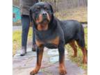 Rottweiler Puppy for sale in Middletown, NY, USA