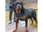 Purebred Rottweiler male