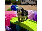 Aussiedoodle Puppy for sale in Prescott, AZ, USA